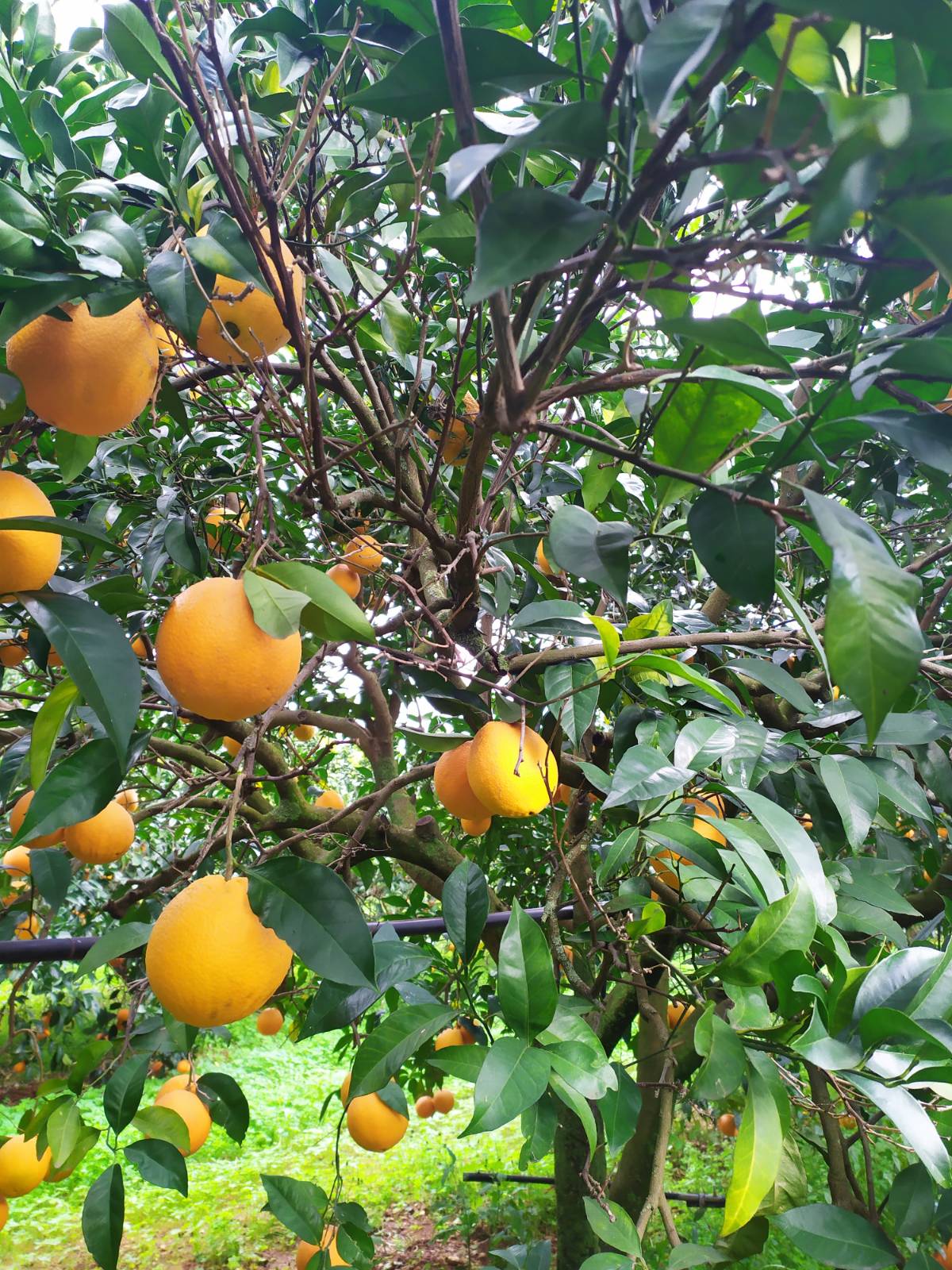 Bio-Orangen aus dem Belíce-Tal, Sizilien (Italien)