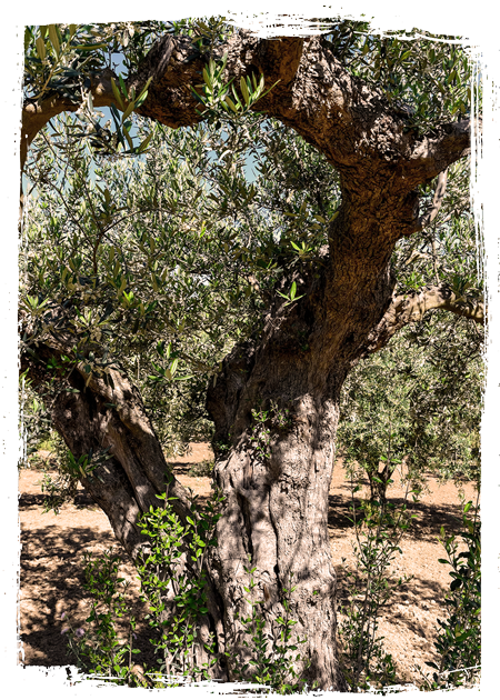 Bio Olivenbaum